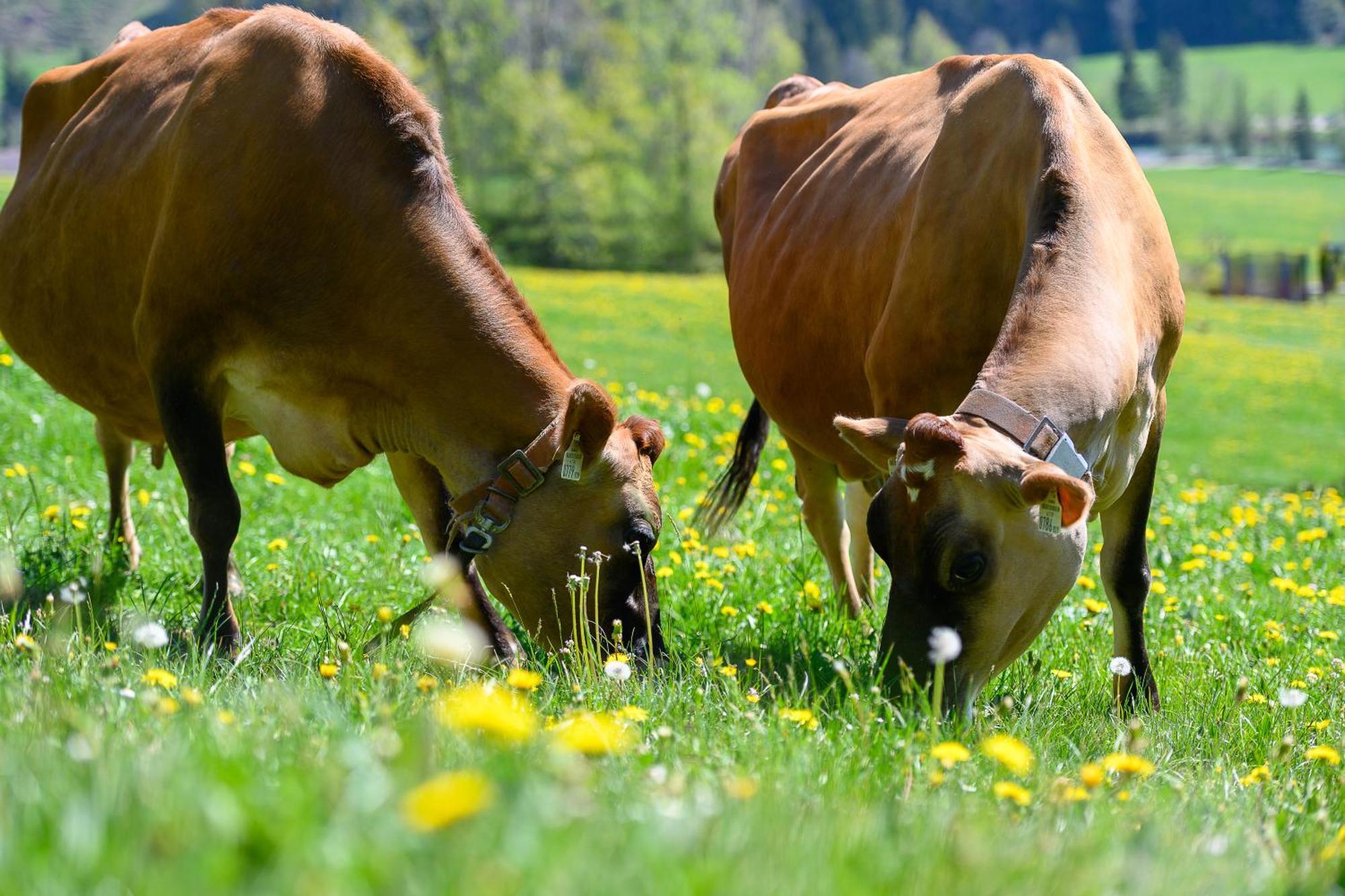 Ferienhof Duerlinde Hittisau Exterior foto